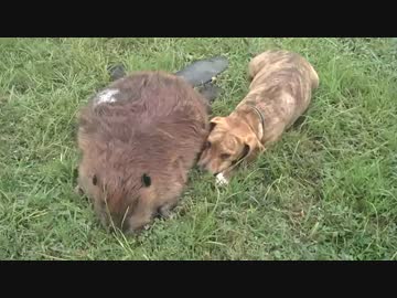 友達のビーバー君の死に悲しみに暮れるわんこ