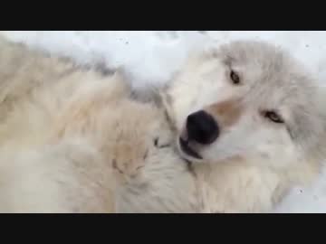 お腹をなでなでされてご満悦なオオカミ