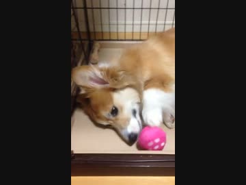 【わんわんお】あたらしいおもちゃであそぶお！(｀・ω・´)【いちご】