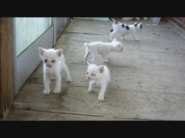 とある田舎の猫事情　～子猫ラッシュ編～
