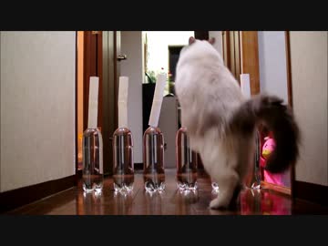 【芯】時定の挑戦【２個分】