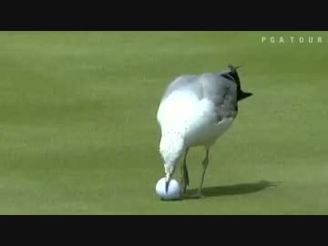 ゴルフ中継中に動物乱入ハプニング ベスト10