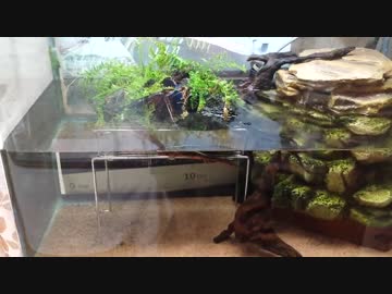 枯れた声で実況プレイ　番外編　ペット紹介　その１