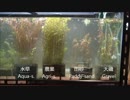【水槽75】底床4種×水草7種→成長比較 Part4(7 Plants growth on 4 fifferent sands)