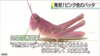 全身がピンク バッタの幼虫見つかる