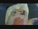 無抵抗なポメラニアン