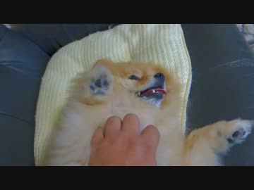 無抵抗なポメラニアン