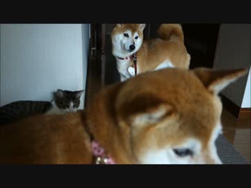 猫に「ただいま」する柴犬たち　