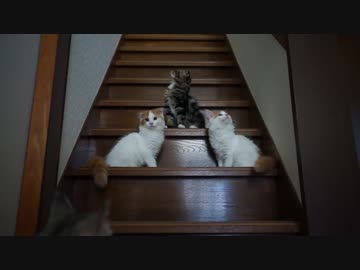 【#279】 階段をおりる　【猫万歳】