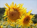 ひまわり Sunflower (Loss of Love) スコット・ウォーカー / 訳詞初稿 Sima