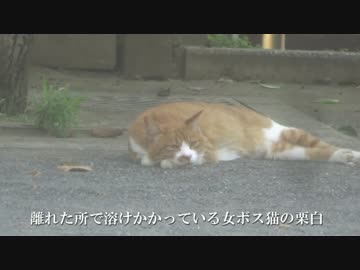 【公園猫戦争】公園随一のヘタレ猫、暑くて屁も出ない