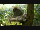 世界中どこを探しても　【歌ってみた】