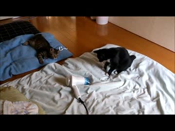 ドライヤーVSねこ