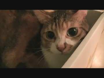 些細な事で得意気に振る舞うみゅう