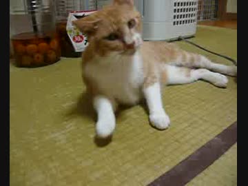 野良猫保護したー