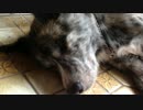 【秋田犬】ぴこぴこ【海くん】