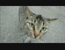とある田舎の猫事情　～最後の猫編～