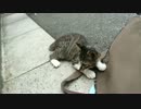 ハイテンションな子猫、老婆猫に猫社会の厳しさを叩きこまれる