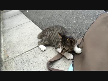 ハイテンションな子猫、老婆猫に猫社会の厳しさを叩きこまれる