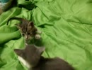ハンターの素質あり！赤ちゃん猫のじゃれあい
