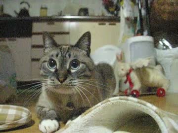 普通の遊び好きの猫に見えるジャンくん