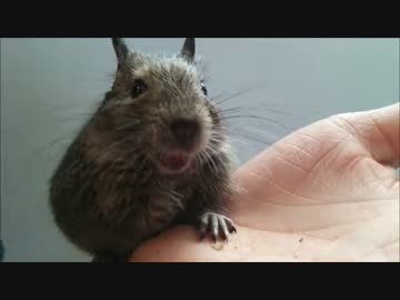 【デグー】おやつの袋をダッシュで追いかける