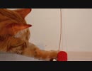 【ボラーレ】ジプシー キングス.mp4