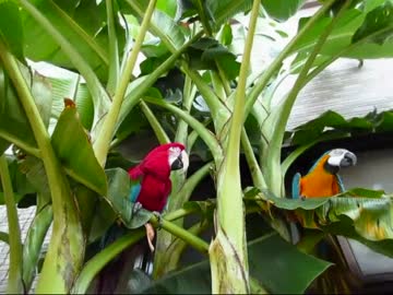 ルリベニ、バナナに乗ったどー！（１４年８月２１日）