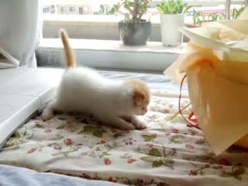 リボンに大興奮する子猫