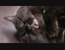 きょうの【蒼民家の猫々】