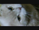 うちの猫　part2