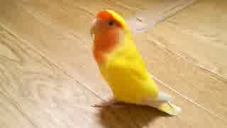 【低画質】うちの子動画【コザクラインコ】