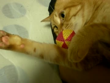 拾いねこ＠生後778/745日　パパに寄り添ってくれるアコさん