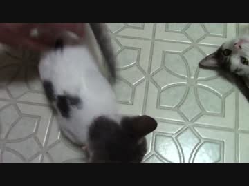 【生後約131日】きょうの仔猫_薩摩’ｓ【蒼民家の猫々】