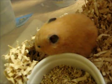 最終：キンクマすずさん（♀）