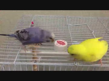 セキセイインコ劇場「がんばれふーちゃん」