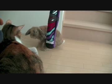 パパとぬこうさの夏休み