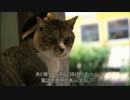 【鉄道PV】電気があるのに気動車萌【さとうささらオリジナル曲】