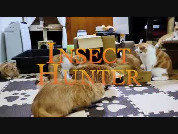 【マンチカンズ】昆虫ハンター猫