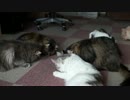 【#282】 またたび時間　【猫万歳】