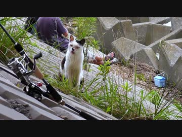 河原の猫が俺の近くでくつろぎ過ぎる件【魚くれくれ野良猫】