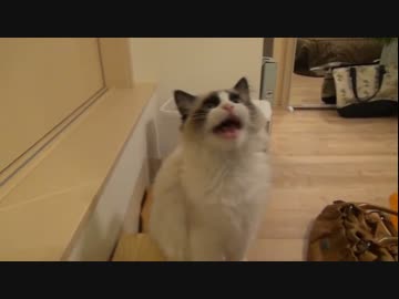 ラグドールのレオ　Vol.37 どうしても部屋に入りたい猫