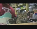 ねこミュート奏法　もう終わり？