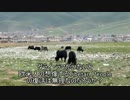 中国ゴミだらけの草原に放牧されるヤク 四川省理塘2014/07/19