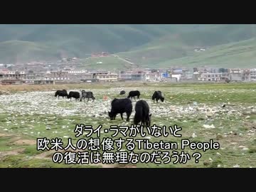 中国ゴミだらけの草原に放牧されるヤク 四川省理塘2014/07/19