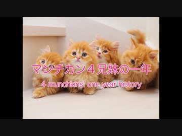 マンチカン４兄妹の１年