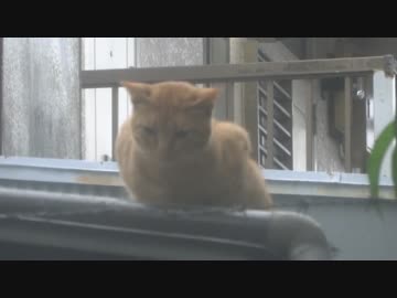 【公園猫戦争】戦局の新局面、帰ってきた茶トラ兄弟VS暴虐の猫