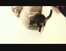 我が家の山本さん その5