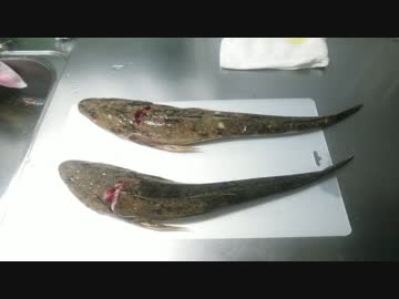 休日は魚釣りに出かけよう Part19