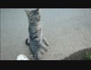 とある田舎の猫事情　～ちびキジ挙動不審編～